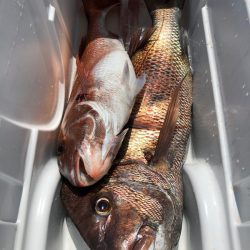 第二八坂丸 釣果