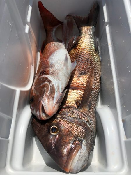 第二八坂丸 釣果