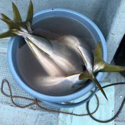 あみや渡船 JIGBOY 釣果