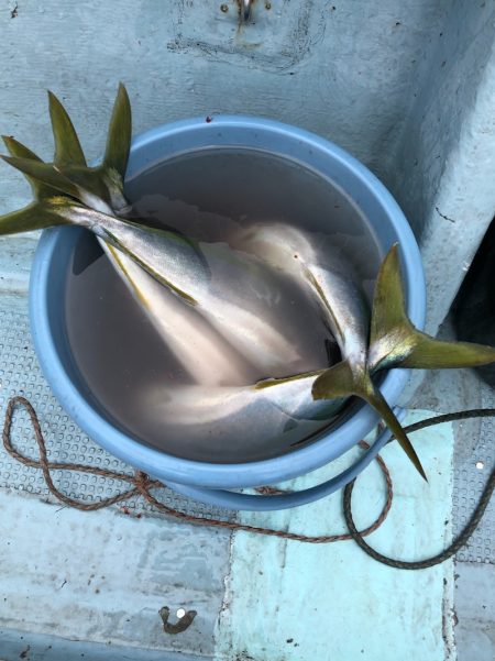 あみや渡船 JIGBOY 釣果