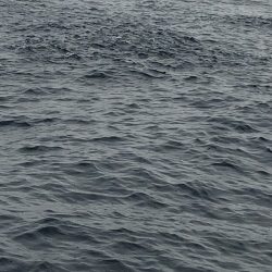 あみや渡船 JIGBOY 釣果