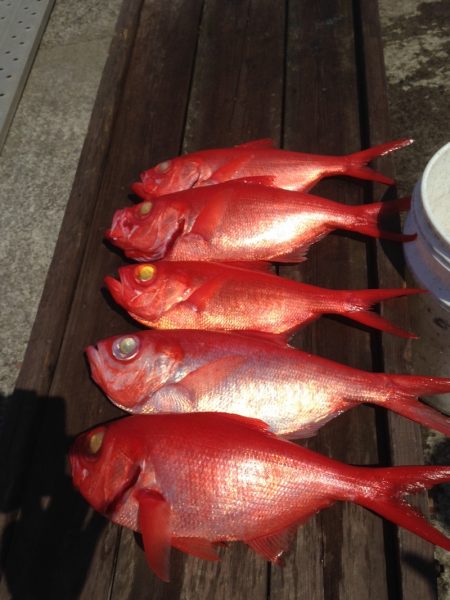 晃山丸 釣果
