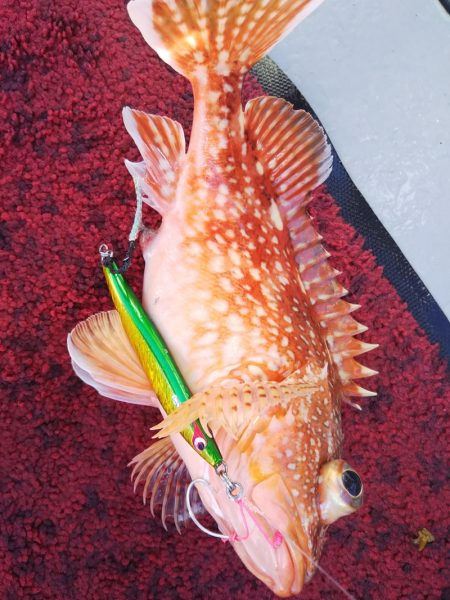 光生丸 釣果