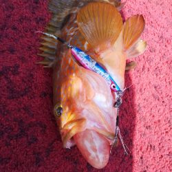 光生丸 釣果