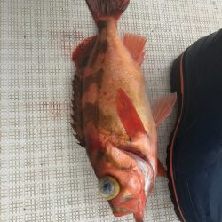 海坊主Ｖ 釣果