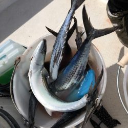 うさぎ丸 釣果
