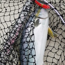 アマテラス 釣果