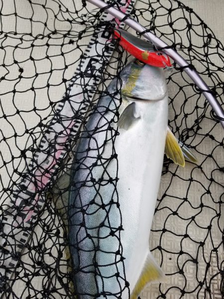 アマテラス 釣果