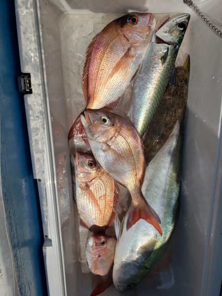 丸万釣船 釣果