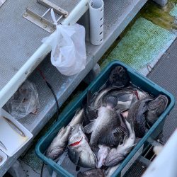 シーランチ 釣果