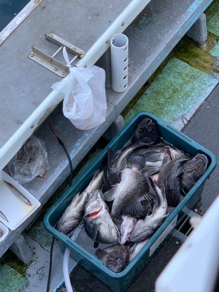 シーランチ 釣果