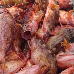 遊漁船 家入 釣果