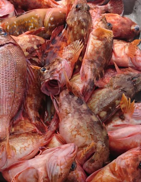 遊漁船 家入 釣果