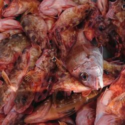 遊漁船 家入 釣果