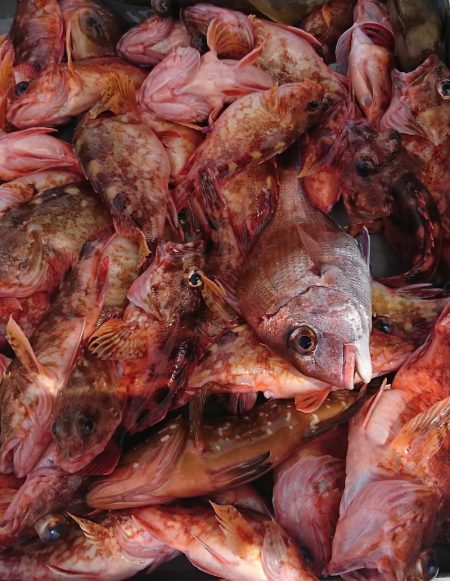 遊漁船 家入 釣果