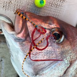 龍神丸(鹿児島) 釣果