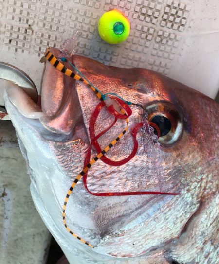 龍神丸(鹿児島) 釣果