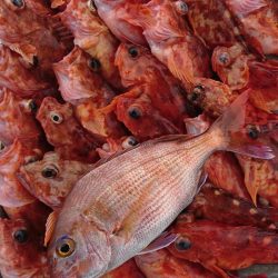 遊漁船　家入 釣果