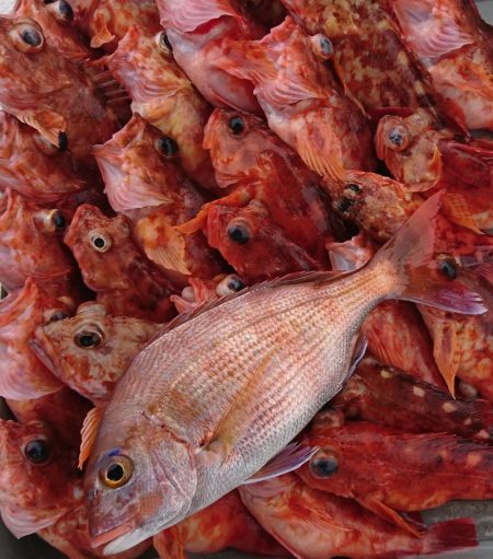 遊漁船　家入 釣果