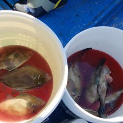 海龍丸（石川） 釣果