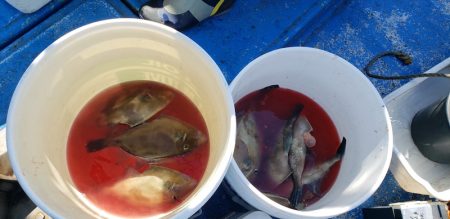 海龍丸（石川） 釣果