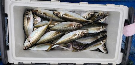 海龍丸（石川） 釣果