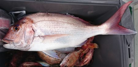 遊漁船　家入 釣果