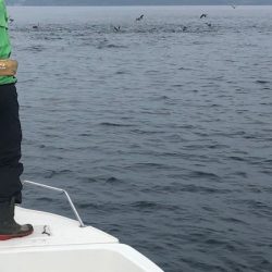 「LaGooN」蒼陽丸 日和号　 釣果