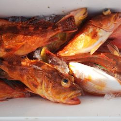 第二龍勢丸 釣果