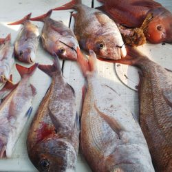 タイラバ遊漁船 ワンピース 釣果