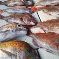 タイラバ遊漁船 ワンピース 釣果