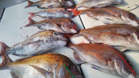 タイラバ遊漁船 ワンピース 釣果