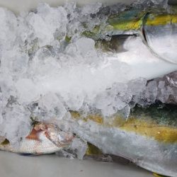 第二龍勢丸 釣果