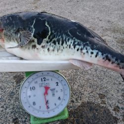 第三共栄丸 釣果