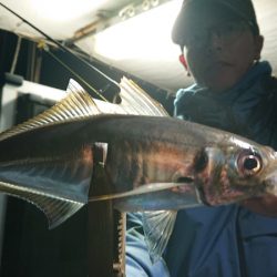 シースナイパー海龍 釣果
