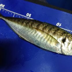 シースナイパー海龍 釣果