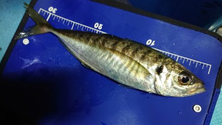 シースナイパー海龍 釣果