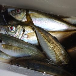 シースナイパー海龍 釣果