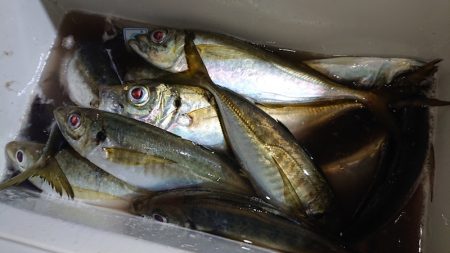 シースナイパー海龍 釣果