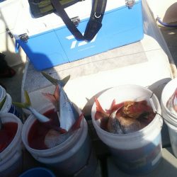 ブルドック 釣果