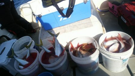 ブルドック 釣果