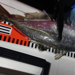 シースナイパー海龍 釣果