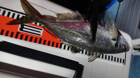 シースナイパー海龍 釣果