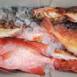 第二龍勢丸 釣果