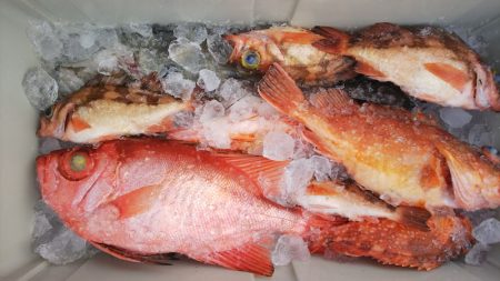 第二龍勢丸 釣果