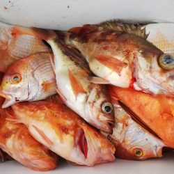 第二龍勢丸 釣果