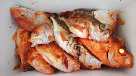 第二龍勢丸 釣果