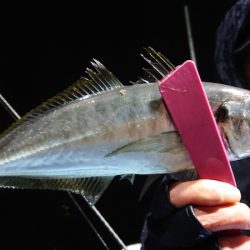 シースナイパー海龍 釣果