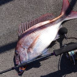 ARCADIAⅡ （アルカディアⅡ） 釣果