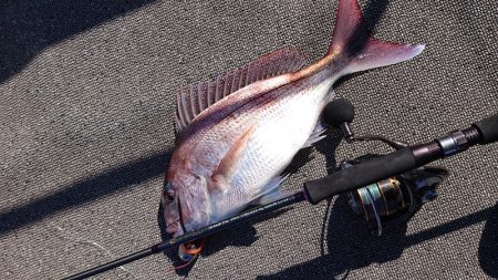 ARCADIAⅡ （アルカディアⅡ） 釣果